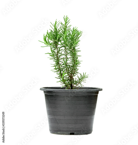 Rosemary or Rosmarinus officinalis with pot isolated on white background