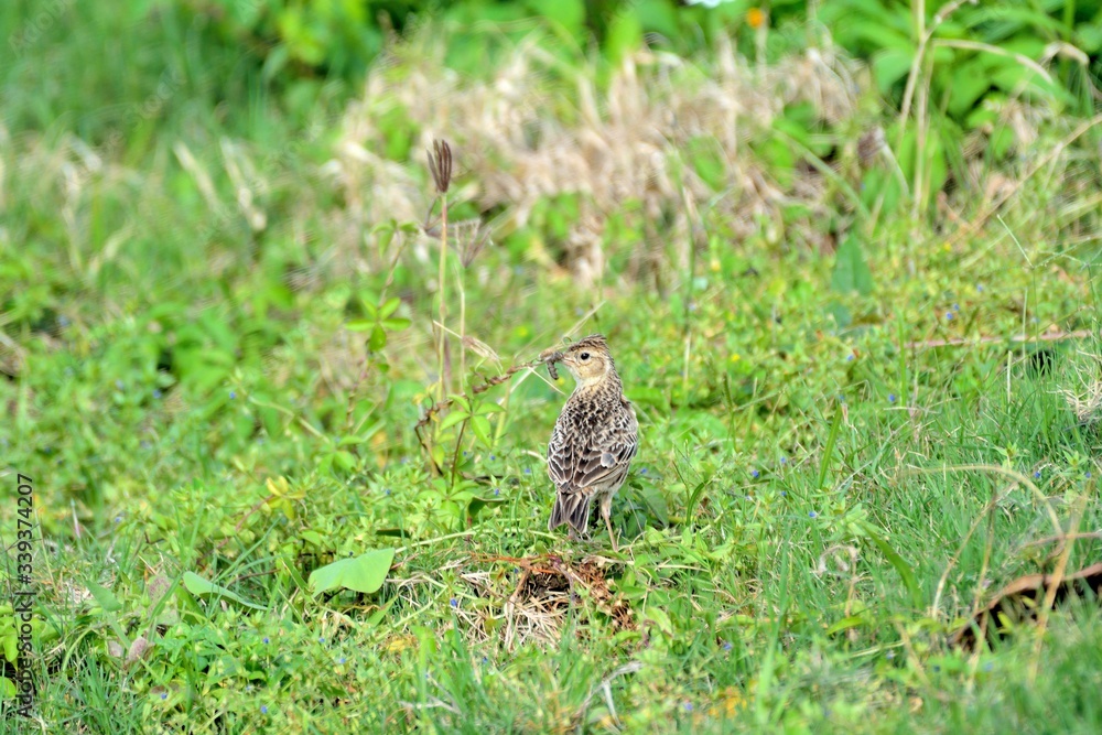 Little lark bird (Alauda gulgula) in the Taiwan. Little lark bird (Alauda gulgula) in the Taiwan.