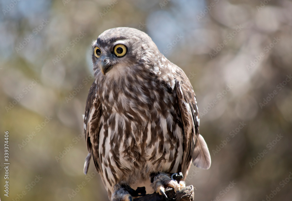 this is a close up of a barking owl this is a close up of a barking owl