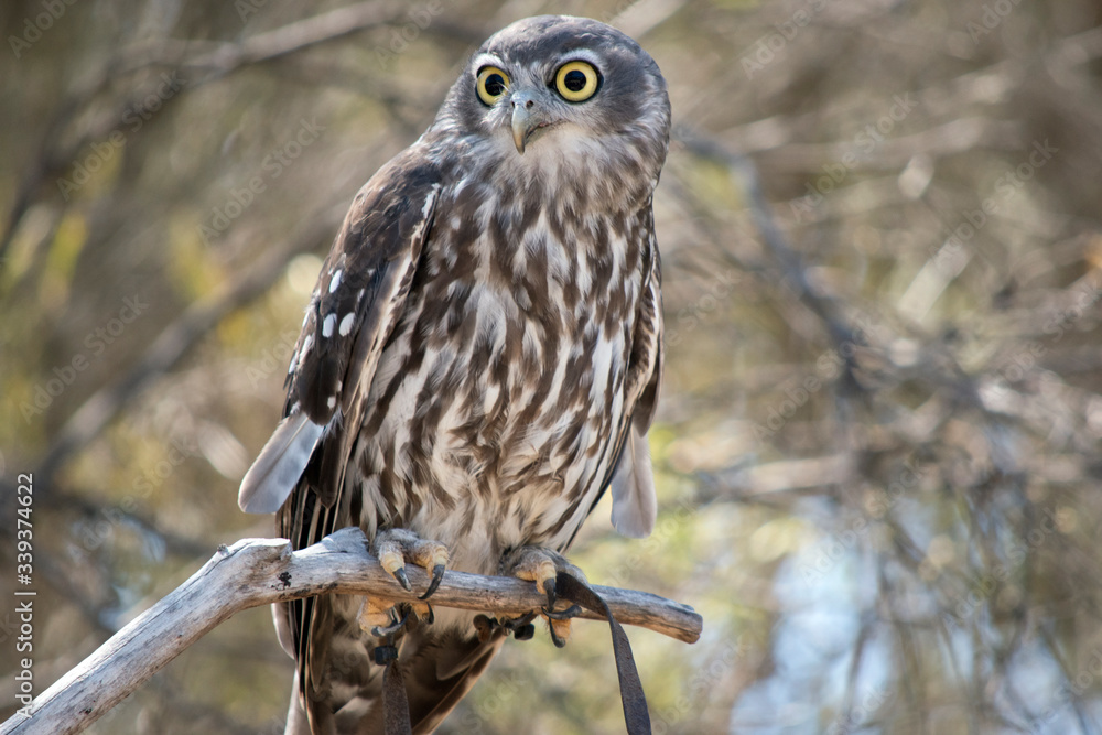 the barking owl is perched in a bush the barking owl is perched in a bush