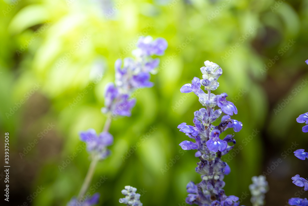 The background image of the colorful flowers The background image of the colorful flowers