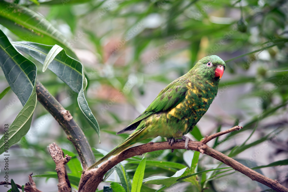 the scaly breasted lorikeet is green and yellow