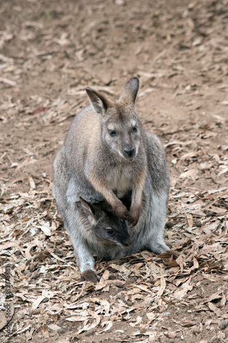 Fototapeta Naklejka Na Ścianę i Meble -  the red necked wallaby has a joey in her pouch