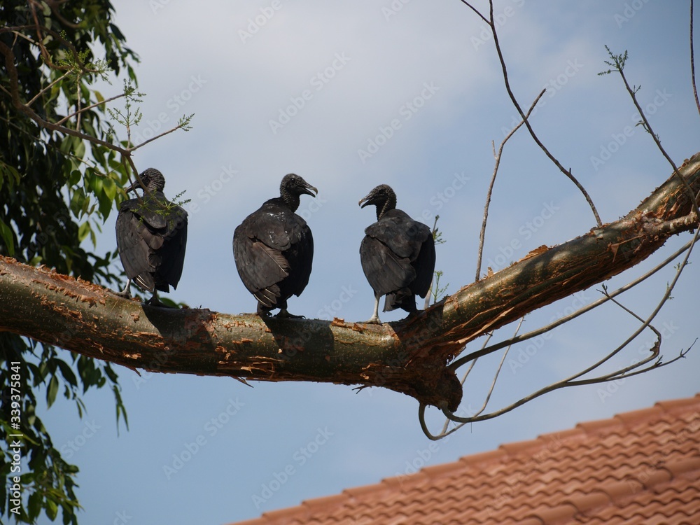 Obraz premium turkey vultures on a branch