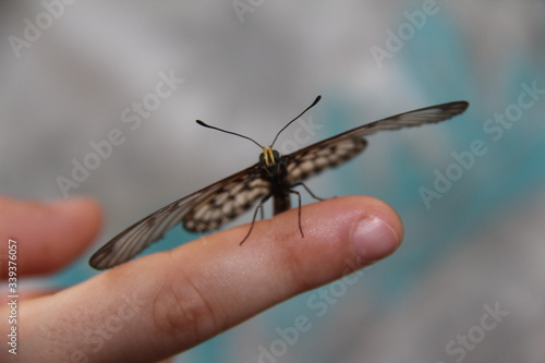 doigt papillon