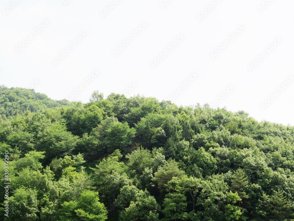 日本の田舎の風景 6月 山の緑