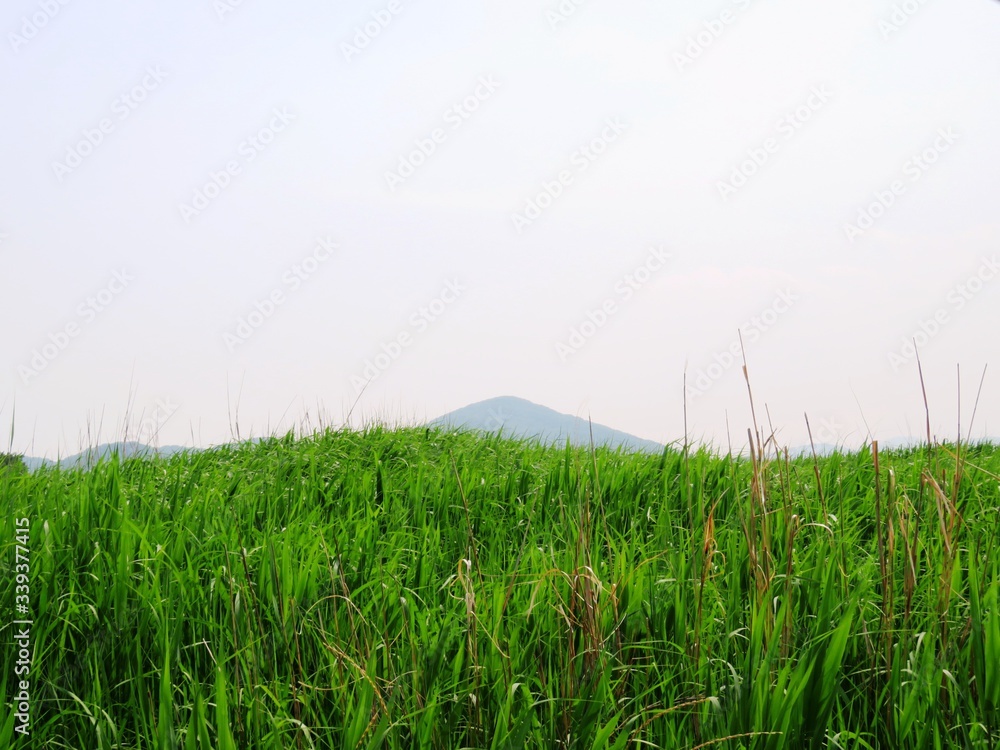 日本の田舎の風景　6月　山と草叢