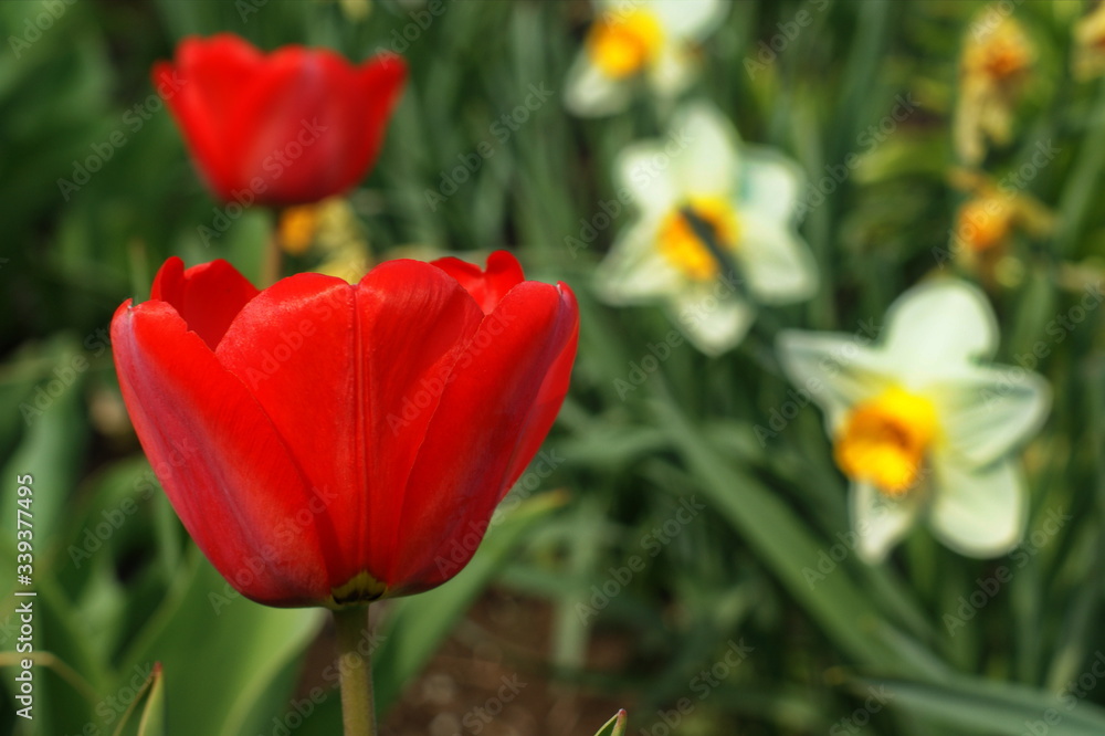 Tulips and daffodils in lots of colors in park Tulips and daffodils in lots of colors in park