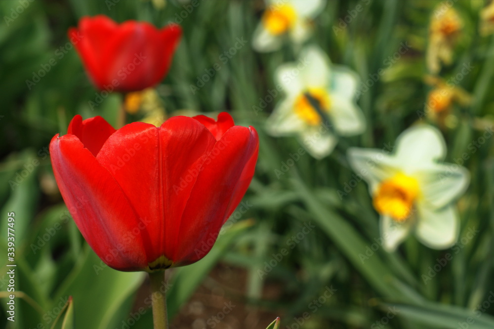 Tulips and daffodils in lots of colors in park