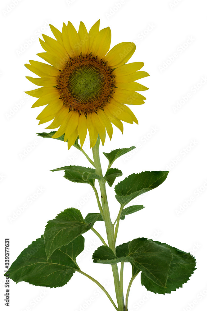 Fototapeta premium Beautiful sunflower isolated on white background.