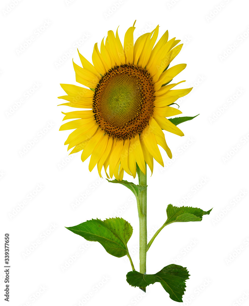 Fototapeta premium Beautiful sunflower isolated on white background.