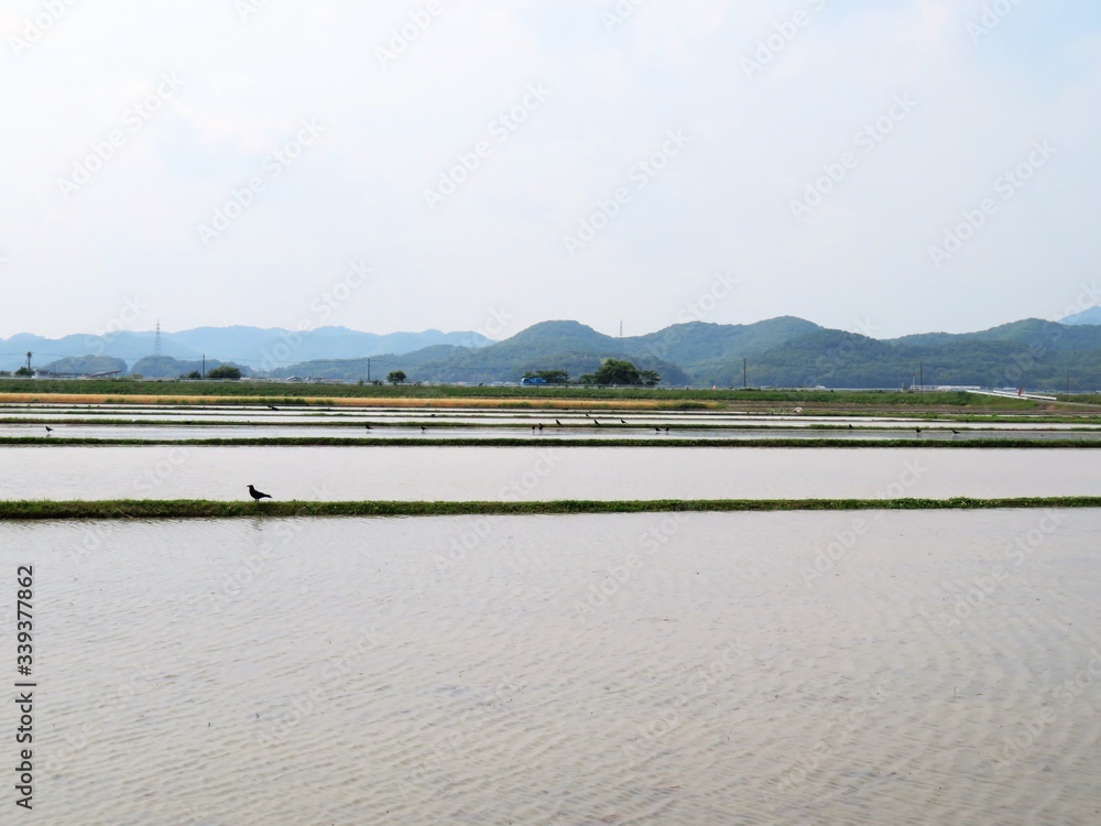日本の田舎の風景　6月　田植え　水入れ