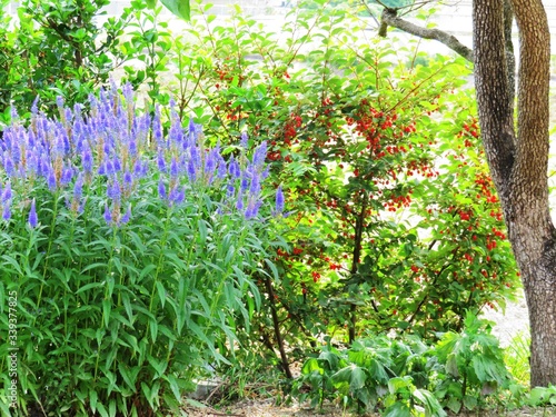日本の田舎の風景 6月 紫の花