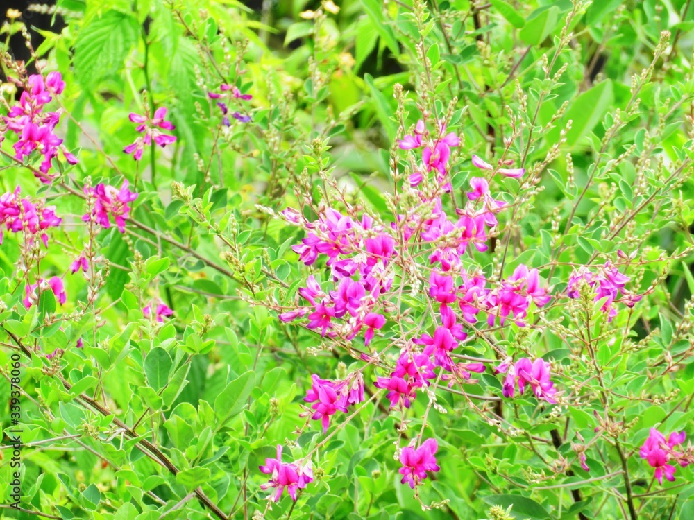 Fototapeta premium 日本の田舎の風景 6月 紫の花