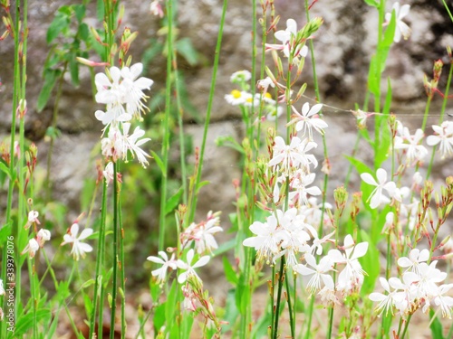 日本の田舎の風景 6月 野の花