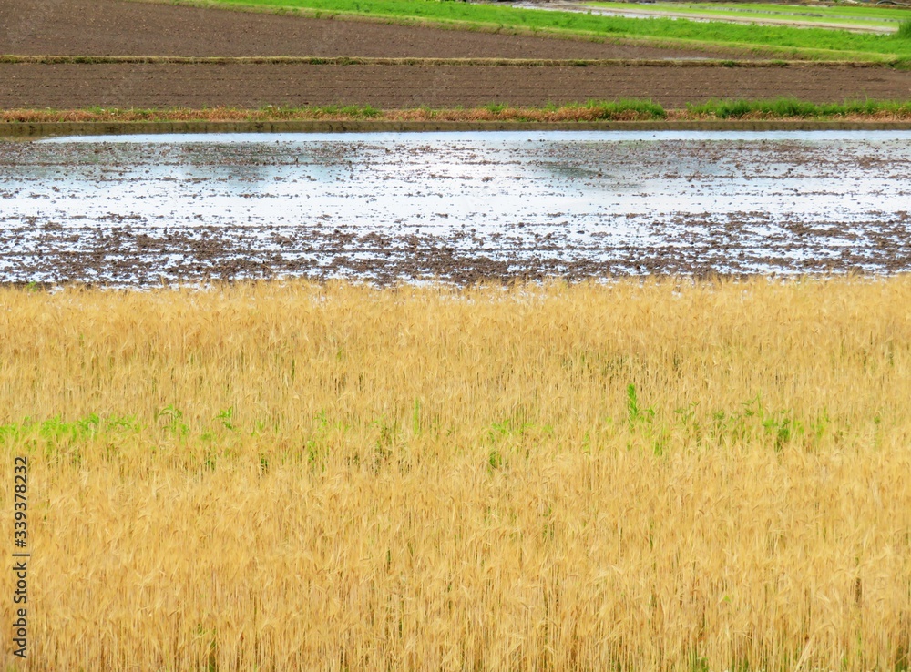 Fototapeta premium 日本の田舎の風景 6月 田植え 水入れ