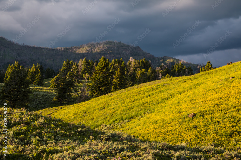 Wildflower Covered Foothills With Barronette Peak In The Distance, Lamar Valley, Yellowstone National Park, Wyoming, USA