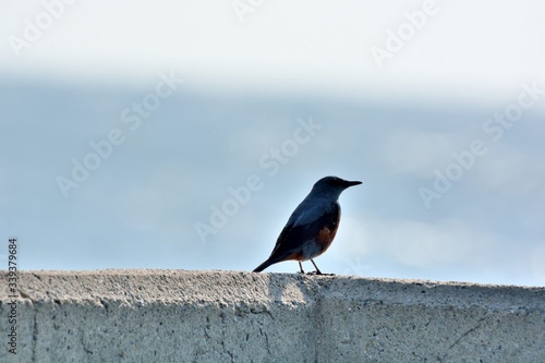 The blue rock thrush bird (Monticola solitarius)