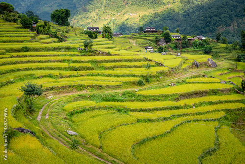 View of the rice field terraces in Ghandruk village in Annapurna Sanctuary, Nepal. Ghandruk village is most popular for wonderful Gurung culture in Nepal.