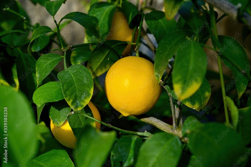 きれいに色づいたレモンの果実