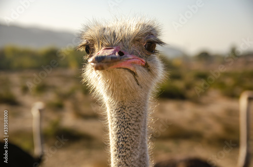Close-up of an ostrich head, Solvang