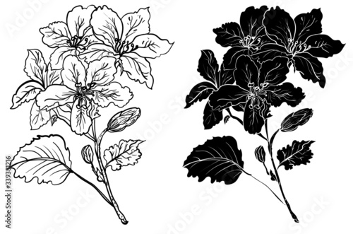 Hand drawn topical flower isolate and colorful on white background.coloring books Pelargonium graveolens flower.