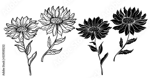Hand drawn topical white flower isolate and colorful on white background.privileged flower or Daisy flower black and white coloring book.