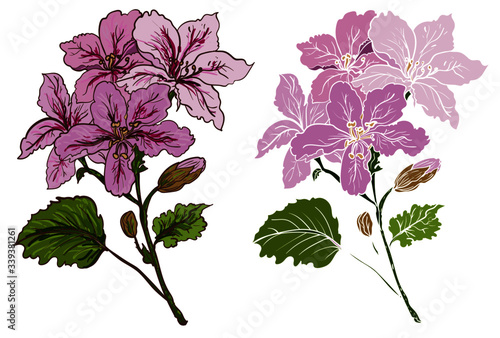 Hand drawn topical flower isolate and colorful on white background.coloring books Pelargonium graveolens flower.