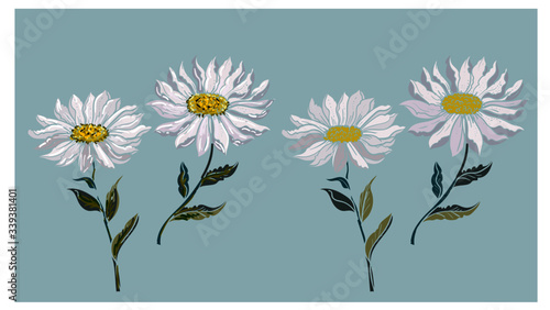 Hand drawn topical white flower isolate and colorful on white background.privileged flower or Daisy flower black and white coloring book.
