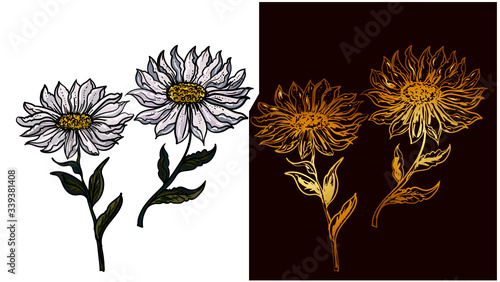 Hand drawn topical white flower isolate and colorful on white background.privileged flower or Daisy flower black and white coloring book.