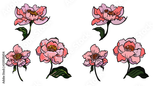 Thai peony flower isolated on white background.Peony tattoo and coloring books.Outline and coloring book beautiful Line art Hibiscus mutabili flower. photo