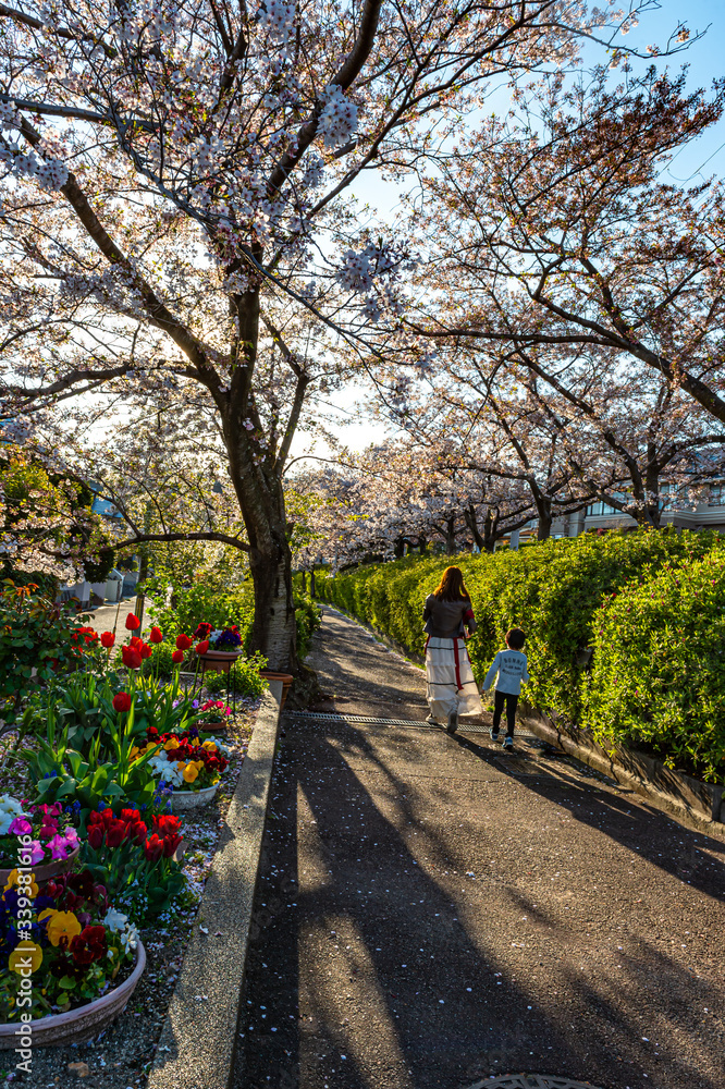 Naklejka premium 春の日差し、宝塚中山桜台