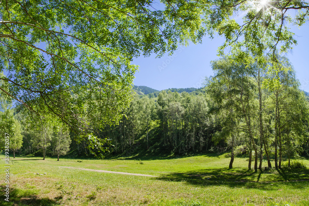 Obraz premium Summer sunny landscape, green birch forest