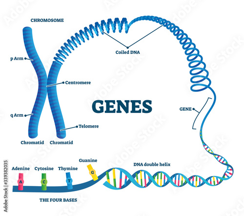 Genes vector illustration. Educational labeled structure example scheme. photo