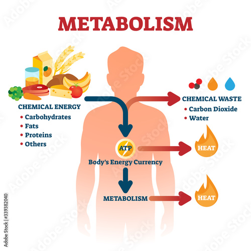 Metabolism vector illustration. Labeled chemical energy educational scheme. photo