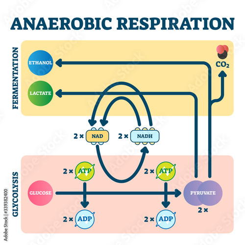 Anaerobic respiration vector illustration. Glycolysis and fermentation scheme