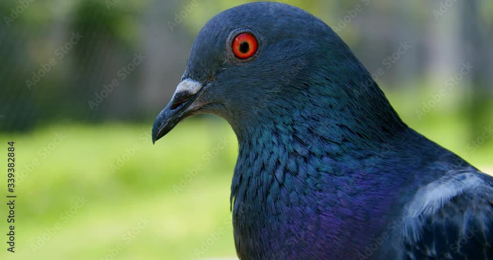A Rock Dove Inside The Cage Looking In The Distance With Green Vegetation On The Background In Lone Pine Koala Sanctuary, Australia.-closeup shot A Rock Dove Inside The Cage Looking In The Distance With Green Vegetation On The Background In Lone Pine Koala Sanctuary, Australia.-closeup shot