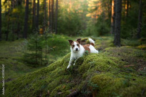 dog in the forest. Jack Russell Terrier is lying on the moss. Tracking in nature. Pet resting