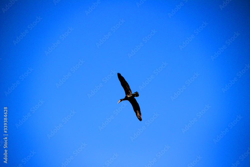 bird in flight