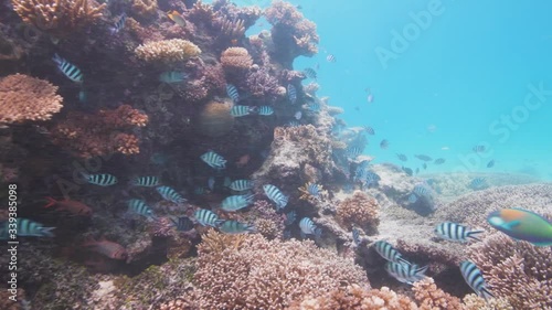 Sergeant fish swim on a coral reef in tropical Pacific Ocean 