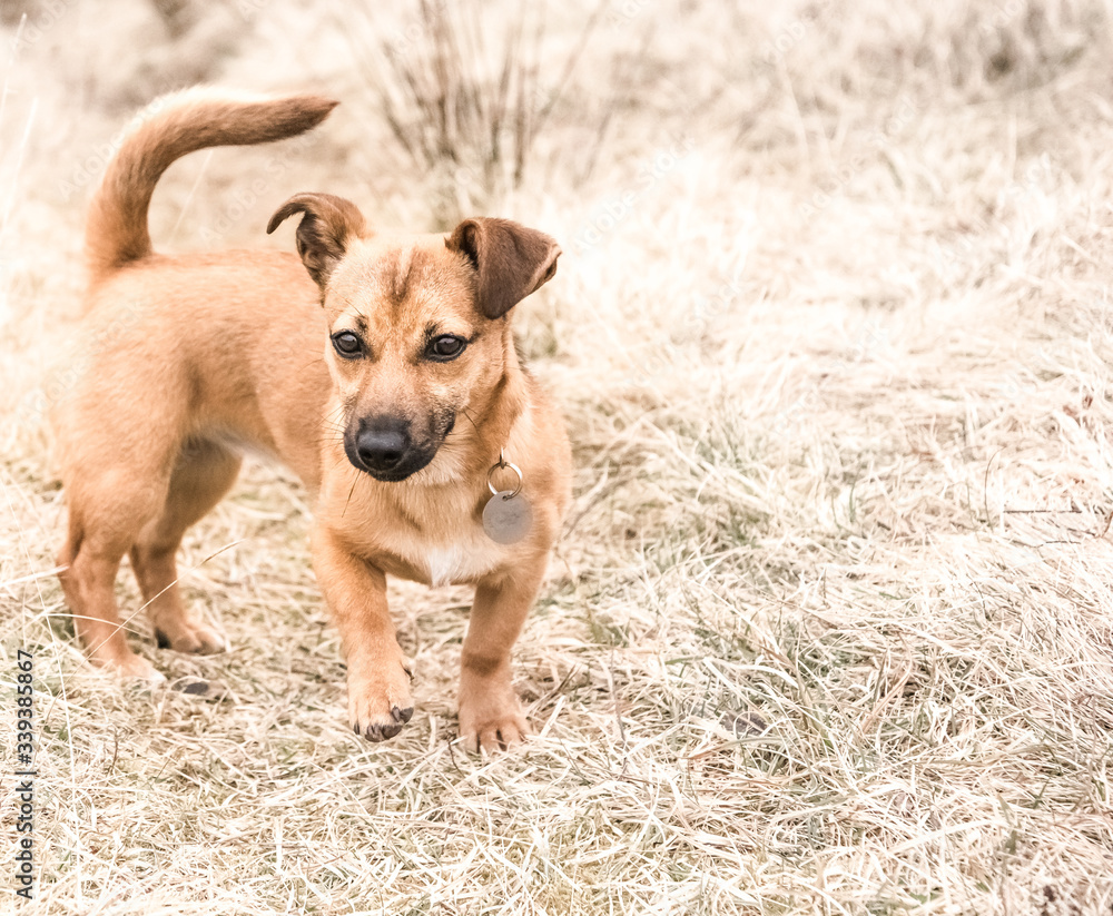 Cute brown puppy sitting on a grass - rescue dog found a new home Cute brown puppy sitting on a grass - rescue dog found a new home