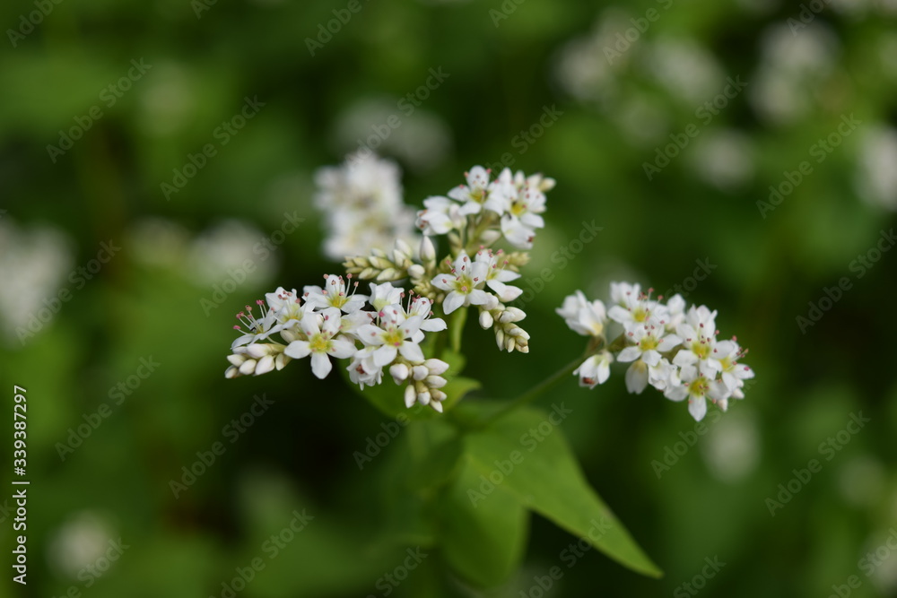 白い花 蕎麦畑