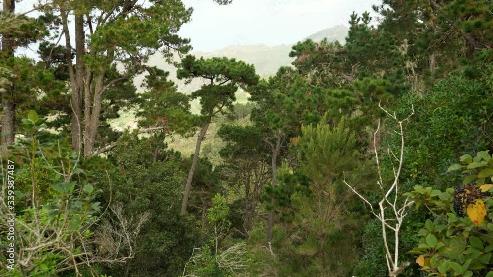 Forest trees on the mountain in Northern Tenerife Forest trees on the mountain in Northern Tenerife