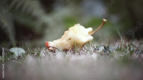 ant eating apple mid shot photo