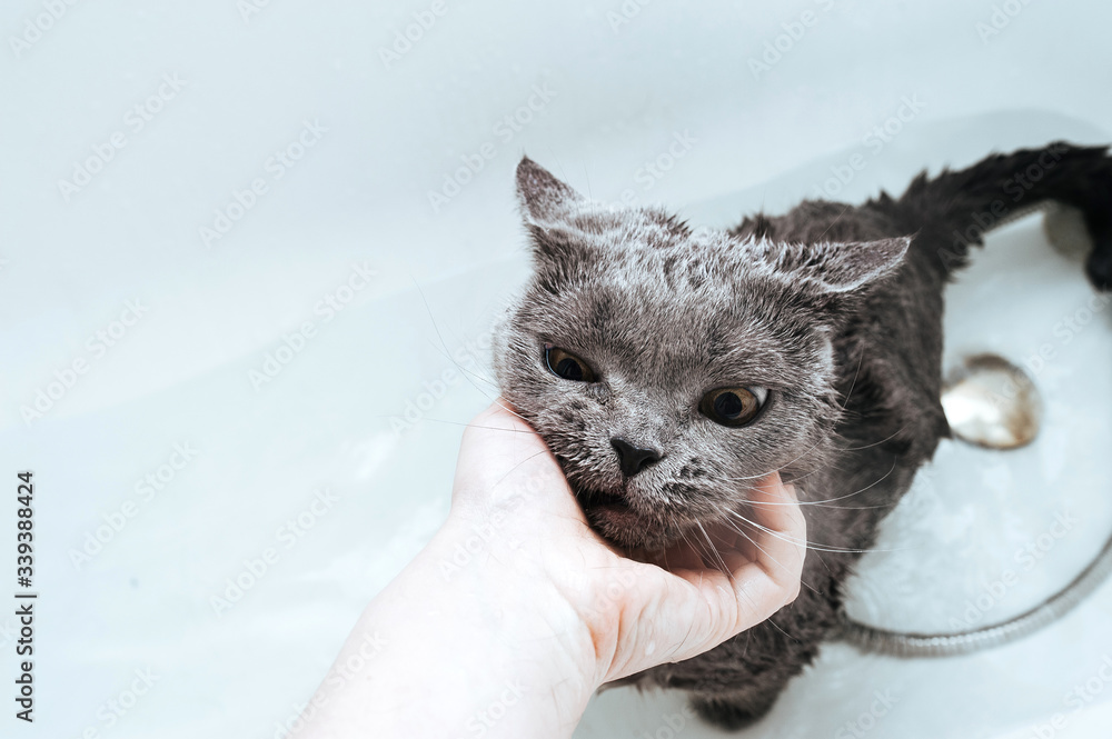 discontented muzzle wet shorthaired grey British cat in a white bath with water. Wash the cat. Taking care of your pet.