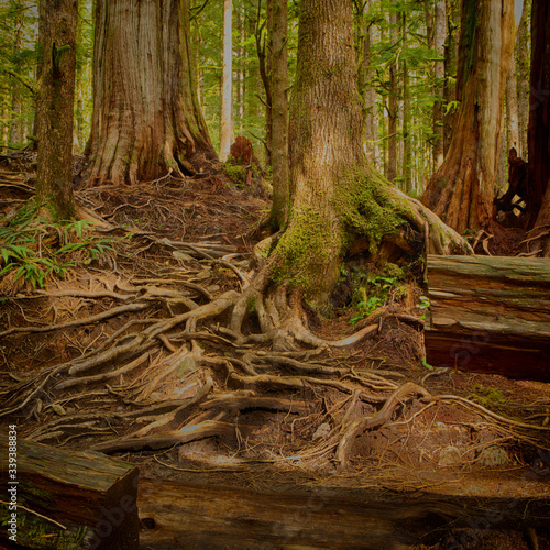 Upper Avatar Grove, ancient forests and giant trees, Protecting Avatar Grove.