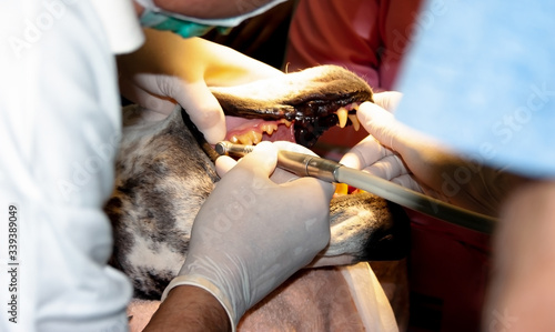 Big dog undergoing serious dental surgery