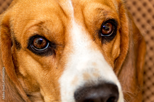 Closeup of rescued beagle's eyes