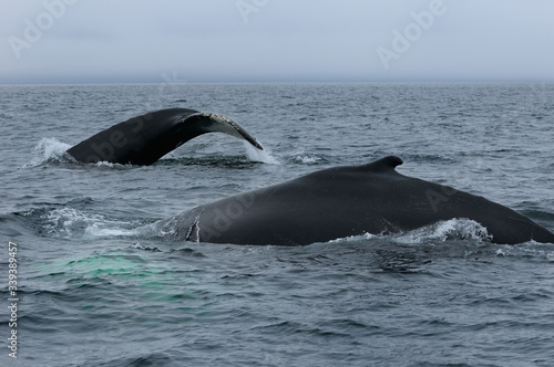 Close up of two female humpback whales traveling at Twillingate Newfoundland showing dorsal fin and tail