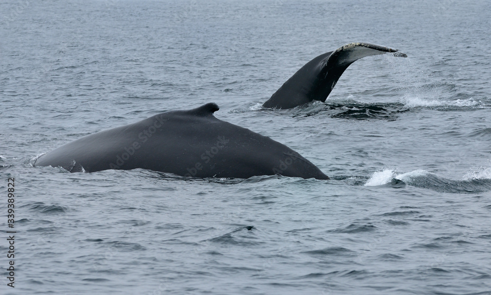 Two female humpback whales at Twillingate Newfoundland showing dorsal fin and tail Two female humpback whales at Twillingate Newfoundland showing dorsal fin and tail